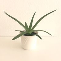 Aloe vera (= Aloe barbadensis) aus Ägypten | Heilpflanze Rheinland-Pfalz - Koblenz Vorschau