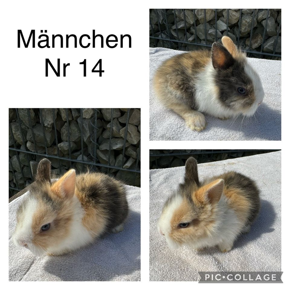 ❤️⭐️ Löwenkopf Zwergkaninchen / Löwenköpfchen Babys ⭐️❤️ in Obermichelbach
