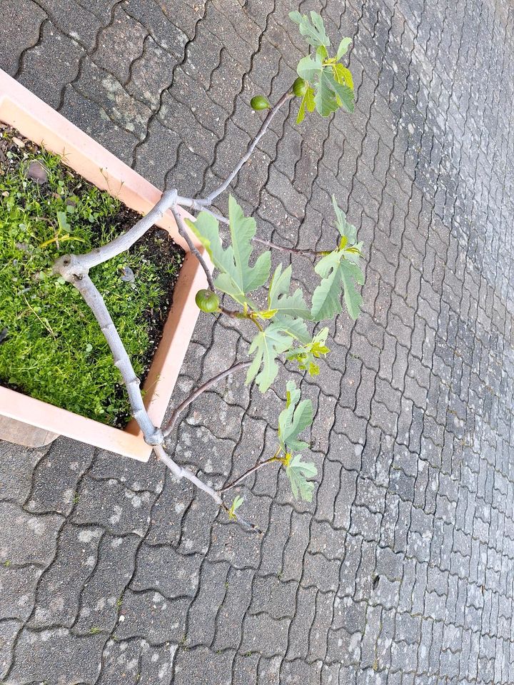 Bio Feigenbaum Pflanzkübel Pflanzen Feige Garten Terrasse Topf in Gründau