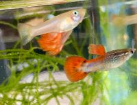 Guppy Guppies (Poecilia reticulata) Zierfische Aquarium Niedersachsen - Braunschweig Vorschau