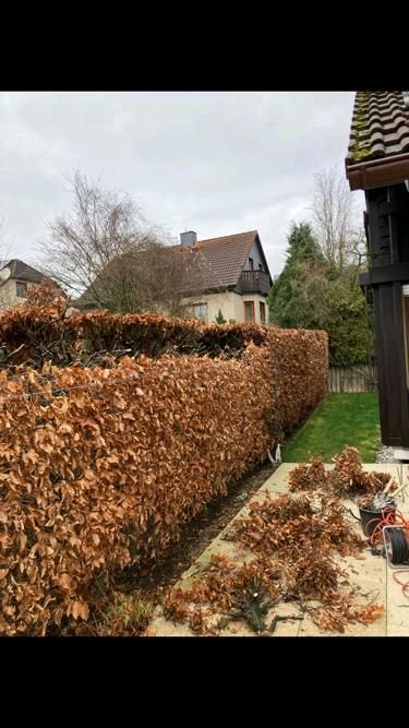 Gärtner - Gartenpflege - Gartenarbeit - Hecke schneiden in Bad Vilbel