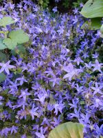 Glockenblume Bodendecker Sachsen-Anhalt - Wettin-Löbejün Vorschau