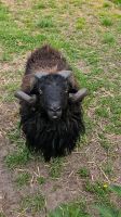 Ouessant Deck Bock Niedersachsen - Himmelpforten Vorschau