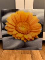Glasbild / 50x50 / Zustand sehr gut Abholung 15.6. Nürnberg (Mittelfr) - Südstadt Vorschau