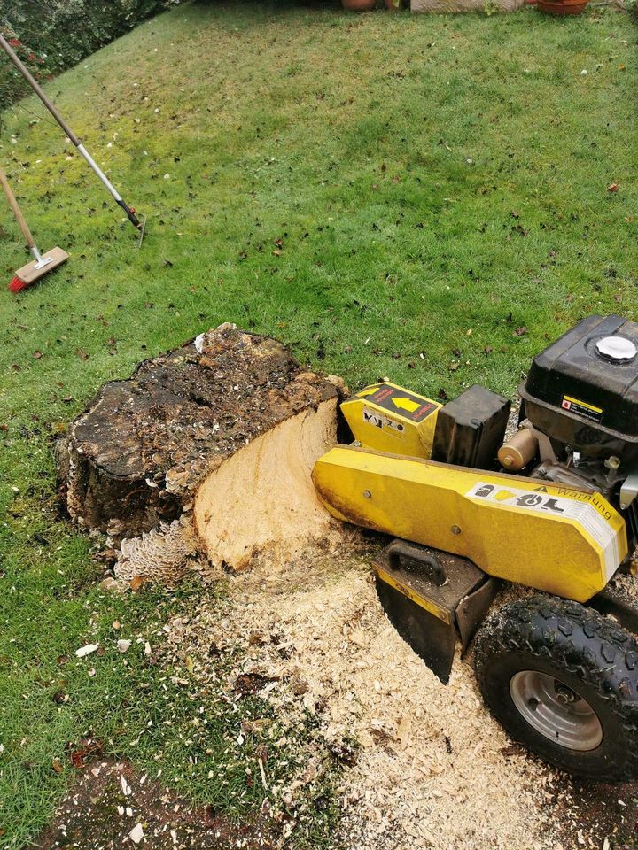 Baumstumpf entfernen Wurzelfräsen Baumstumpffräsen in Schiffdorf