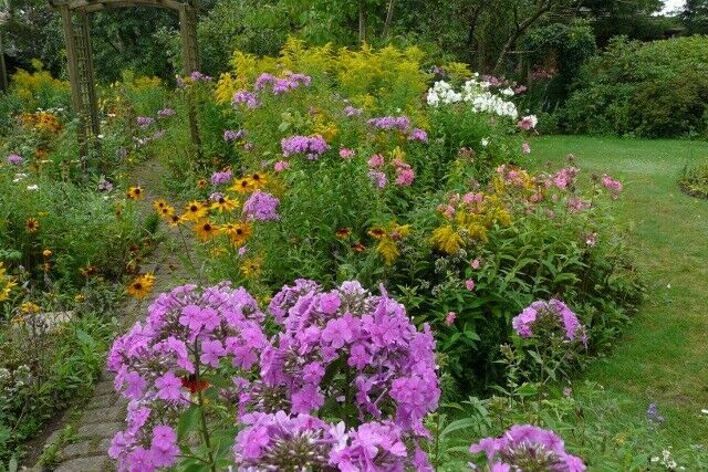 Blumenstauden, Stauden, Büsche, Kräuter, Bodendecker in Eggebek