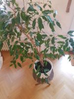 Ficus Benjamini München - Bogenhausen Vorschau