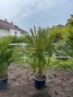 Zwergpalme Chamaerops Humilis Palme | L | ca. 160-180cm Stuttgart - Feuerbach Vorschau