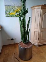 Kaktus Euphorbia Acrurenses inkl. Übertopf Dortmund - Holzen Vorschau