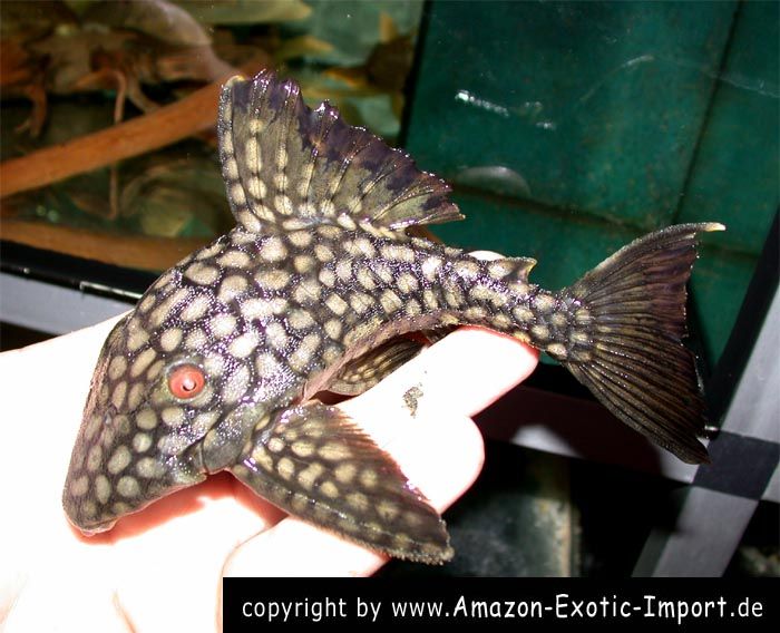 L 330 Panaque nigrolineatus laurafabinae in Raubling