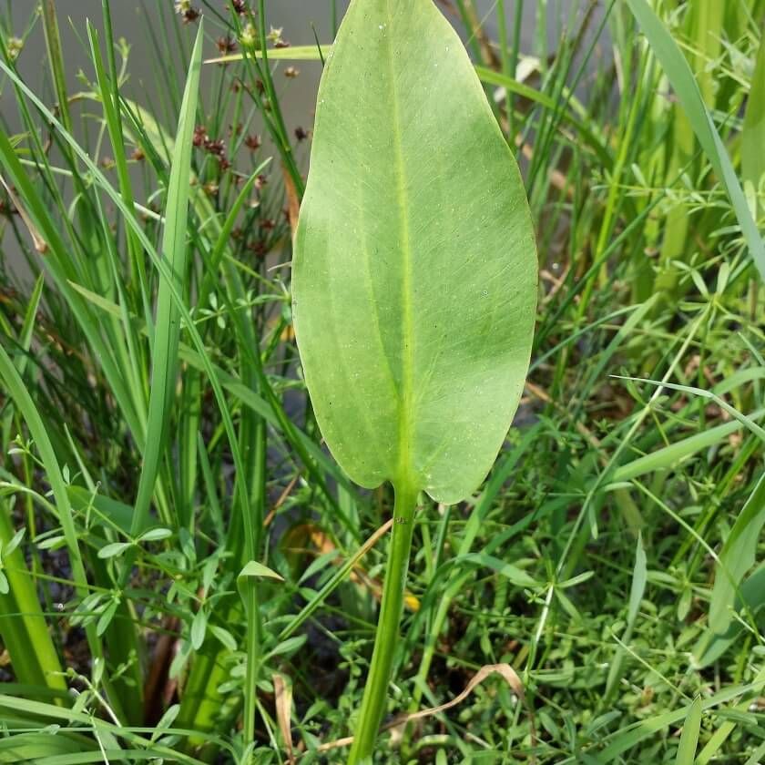 Gewöhnlicher Froschlöffel, Alisma plantago-aquatica, 10 Pflanzen in Waiblingen