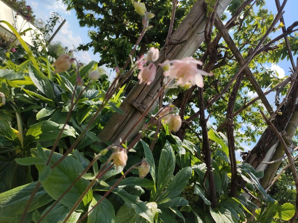 Akelei bienenfreundlich lila rosa himbeerrot in Weitramsdorf