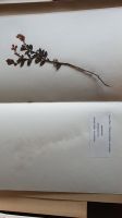 Herbarium Pflanzensammlung, ca. 155 gepresste + bestimmte Pflanze Baden-Württemberg - Ludwigsburg Vorschau