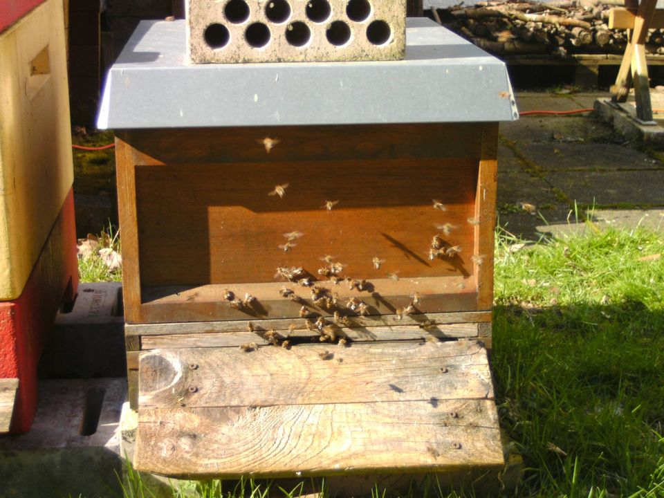 Bienenvolk Carnica auf Zander in Idar-Oberstein