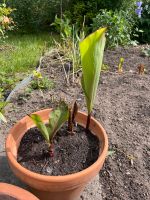 Canna mit roter Blüte Baden-Württemberg - Karlsruhe Vorschau