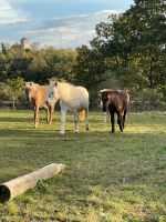 Geführtes  Ponyreiten für Kinder Gerbstedt - Gerbstedt Vorschau