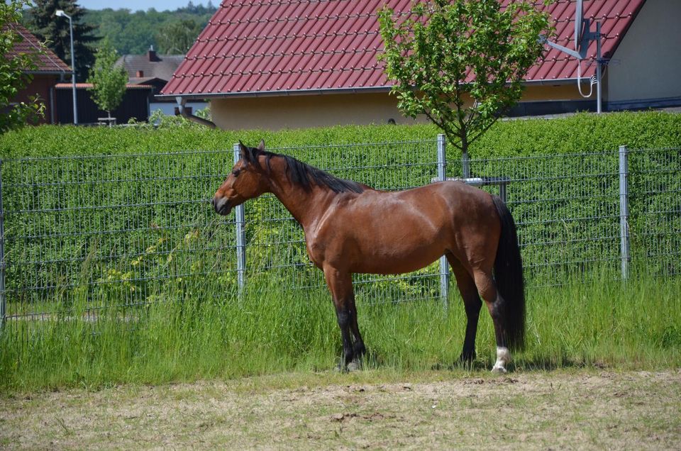 Pflegebeteiligung gesucht in Goldenstedt