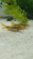 Grüngestreifter Panzerwels, Corydoras venazuelanus "Green stripe" Häfen - Bremerhaven Vorschau