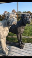 Boxer Lebensgroß 120kg 75cm Hund Steinguss Rüde Welpe Steinfigur Brandenburg - Schönefeld Vorschau