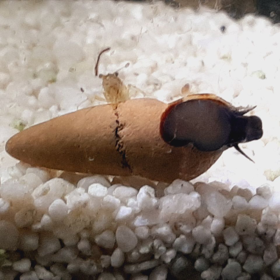 Tylomelania Perfecta lebend gebärend Wasserschnecke Donnerkeil in Jüchen