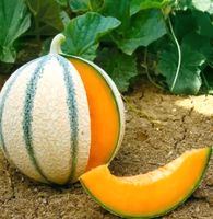 20 Guadeloupe Melone Samen Pflanze Obst Vitamine Bio Niedersachsen - Osnabrück Vorschau