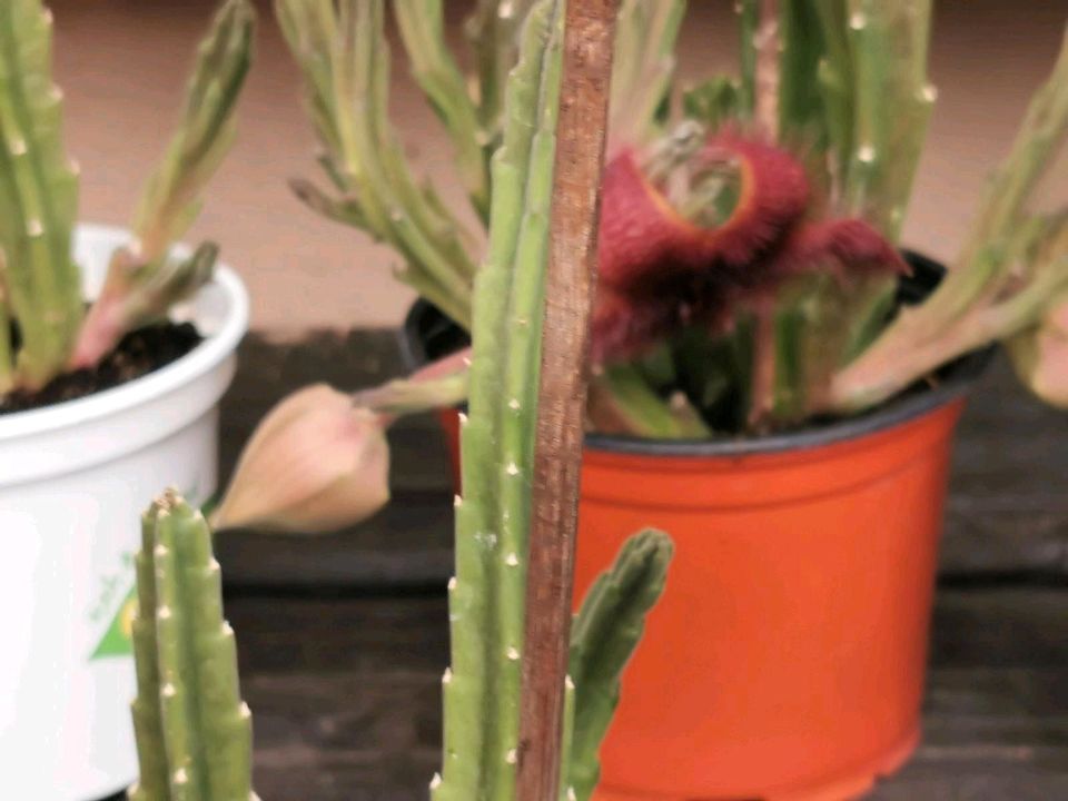 Stapelie stapelia hirsuta Aaspflanze angewurzelte Ableger in Troisdorf