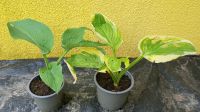 Funkie, Hosta,  Staude Schatten/ Halbschatten. Ableger Essen - Stoppenberg Vorschau