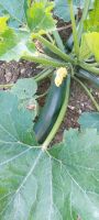 Bio Zucchini Sachsen - Striegistal Vorschau