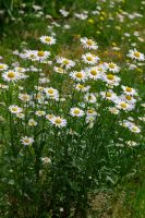 Wiesenmargerite - Leucanthenum vulgare Pflanze Staude heimisch Bayern - Veitshöchheim Vorschau