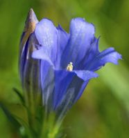 Enzian Blauer Herold - Gentiana paradoxa Niedersachsen - Bad Zwischenahn Vorschau