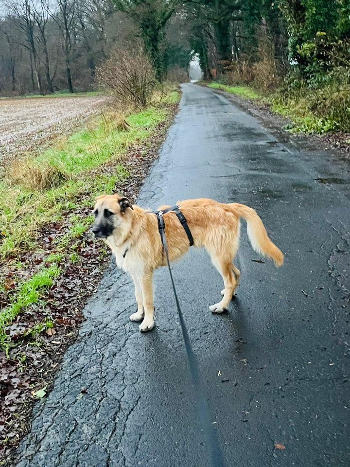 Mischling mit Herz: Lucas sucht einfühlsame Begleiter. in Wallersheim