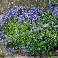 Suche Polsterglockenblume -winterhart Bodendecker Glockenblumen Brandenburg - Potsdam Vorschau