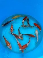 Yagenji Japankoi Nisai Mix Koi Karpfen 18-22cm Viele Varietäten Nordrhein-Westfalen - Emmerich am Rhein Vorschau