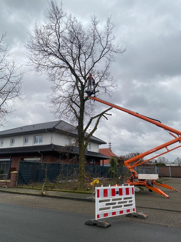 Baumfällung, Baumschnitt, Wallheckenrücknschnitt, Holz, Baum in Lohne (Oldenburg)