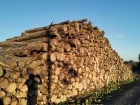 Brennholz - Kaminholz aus nachhaltiger Forstwirtschaft Sachsen-Anhalt - Harzgerode Vorschau