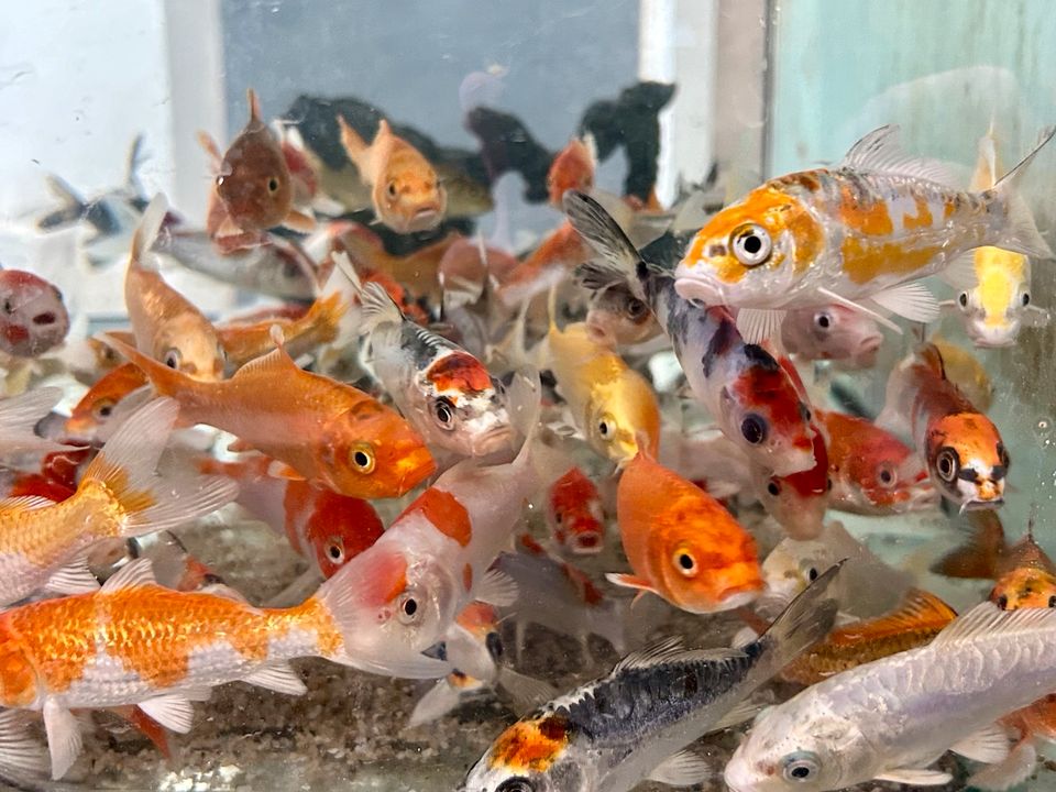 Koi Showa Sanke Kohaku Kujaku Utsuri Ogon  Karpfen in Rangendingen