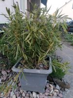 Oleander weiß blühend Niedersachsen - Wunstorf Vorschau