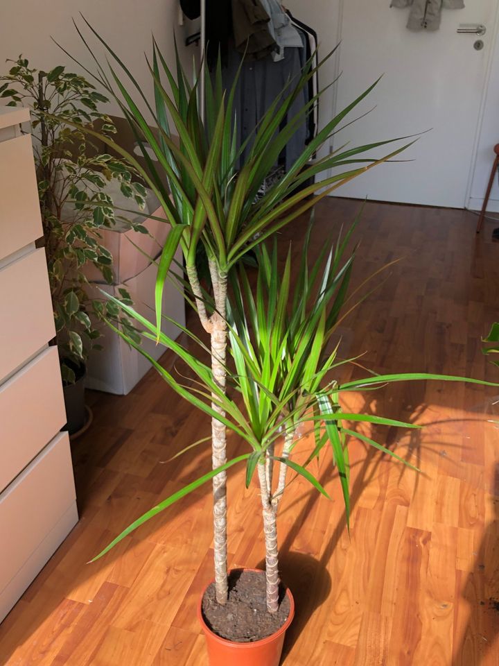 Drachenpalme 94 cm - Zimmerpflanze Dracena Marginata in Hamburg