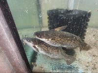 3 adulteTrachelyopterus fisheri, Wurzelwelse Nordrhein-Westfalen - Erkrath Vorschau