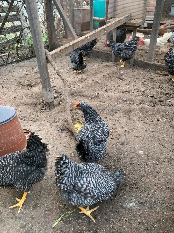 Blausperber legehennen,Hühner,Hennen mit Plicht Impfungen in Brackenheim
