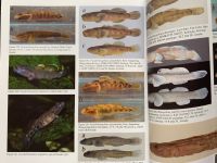 Buch Fishes of the Red River | Taxonomie | Ichthyologie Niedersachsen - Isernhagen Vorschau