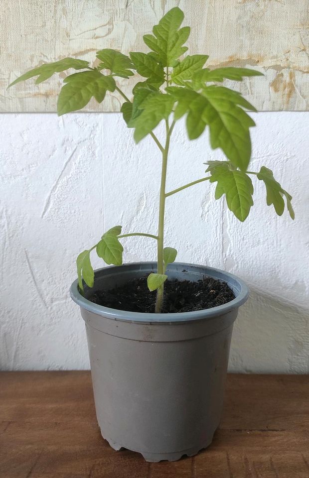 Kostbare super leckere Honigtomate, Jungpflanzen in Bioqualität in Ahlen