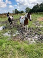Ponys, Pferde, Welsh , Haflinger zu verkaufen Niedersachsen - Wittmund Vorschau