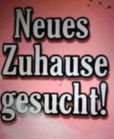 Suche 3-4 Zimmer Wohnung Nordwestmecklenburg - Landkreis - Grevesmuehlen Vorschau