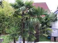 100 frische Samen Trachycarpus Wagnerianus / Fortunei - Hanfpalme Duisburg - Rheinhausen Vorschau