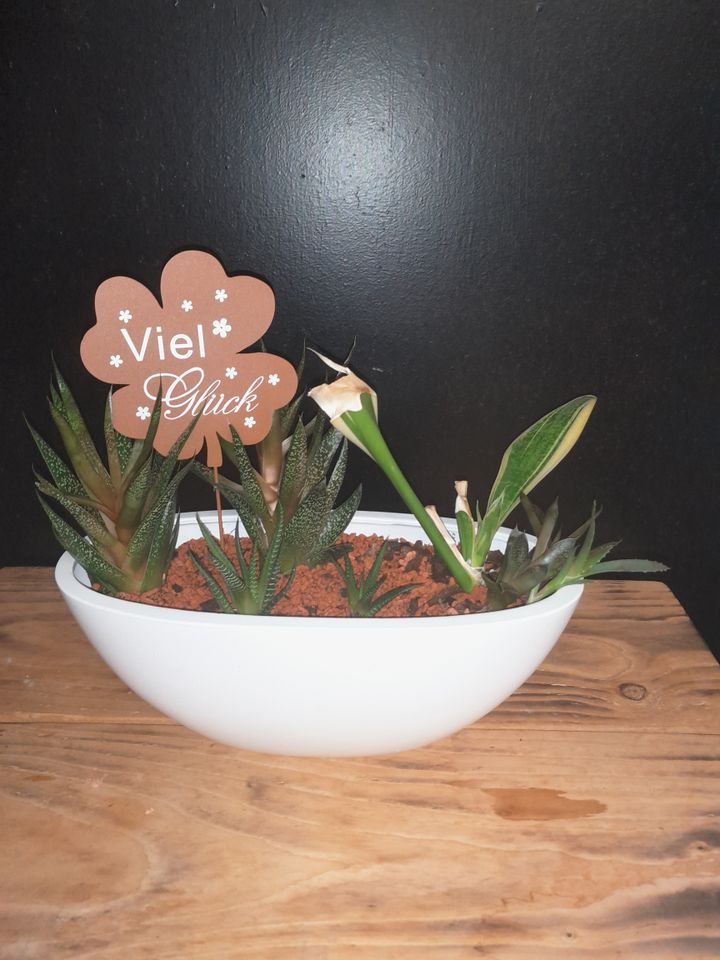 Bepflanzte Schale mit Sukkulenten, Aloe Vera, Bogenhanf in Meitingen