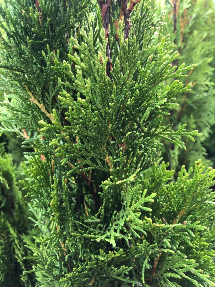 Thuja Smaragd Lebensbaum 70-100 cm Hecke Sichtschutz in Obersulm