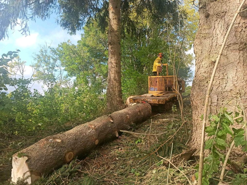 BaumFloh - Baumpflege und Baumfällungen # Baum Fällen & Schneiden in Lenzkirch