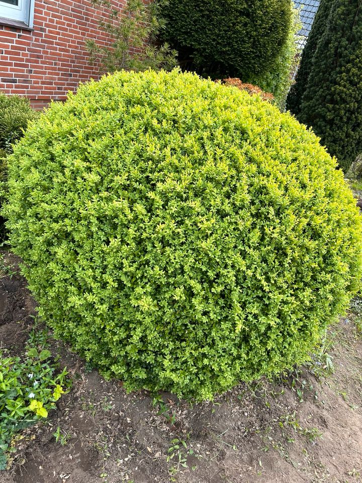 Verschenke Pflanzen, Blumen, Büsche, Bodendecker usw in Kellinghusen