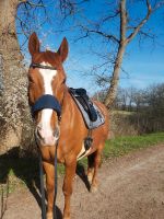 Equimero Wechselpolster Set für Equitrense Sachsen-Anhalt - Rätzlingen bei Haldensleben Vorschau